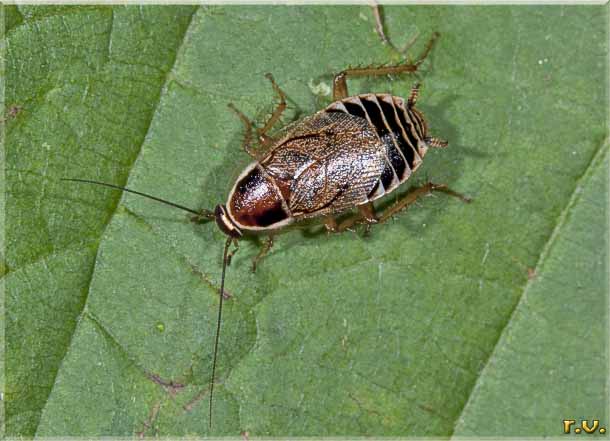  Ectobius silvestris  Ectobiidae 