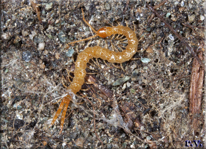  Cryptops hortensis  Cryptopidae 