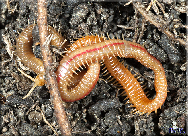  Himantarium gabrielis  Himantariidae 