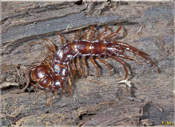  Lithobius forficatus  Lithobiidae 