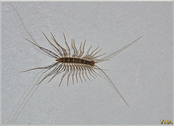 Fortuna
 Scutigera coleoptrata  Scutigeridae 