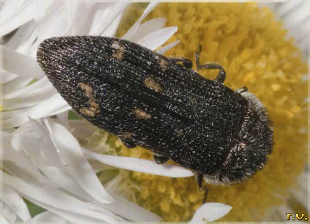 Acmaeodera flavofasciata  Buprestidae 