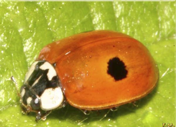  Adalia bipunctata  Coccinellidae 