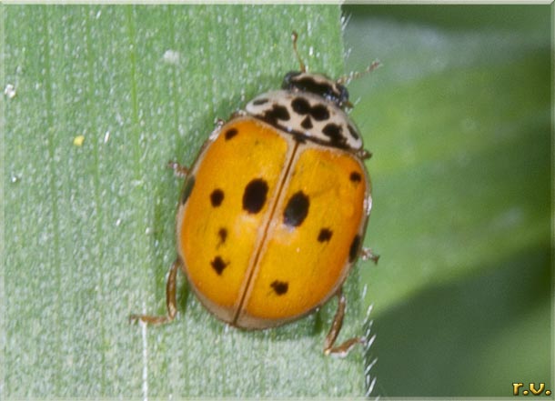  Adalia decempunctata  Coccinellidae 