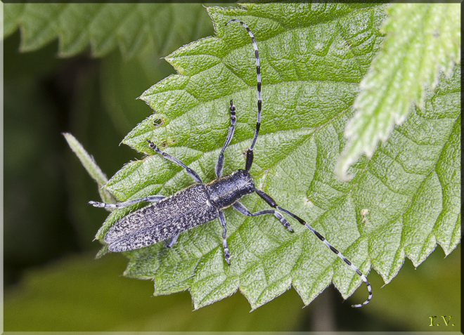  Agapanthia cardui  Cerambycidae 