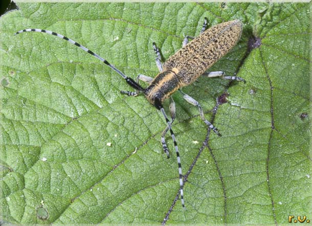  Agapanthia dahli  Cerambycidae 