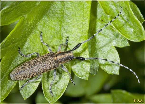  Agapanthia villosoviridescens  Cerambycidae 
