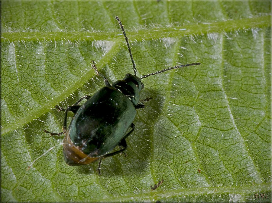  Agelastica alni  Chrysomelidae 