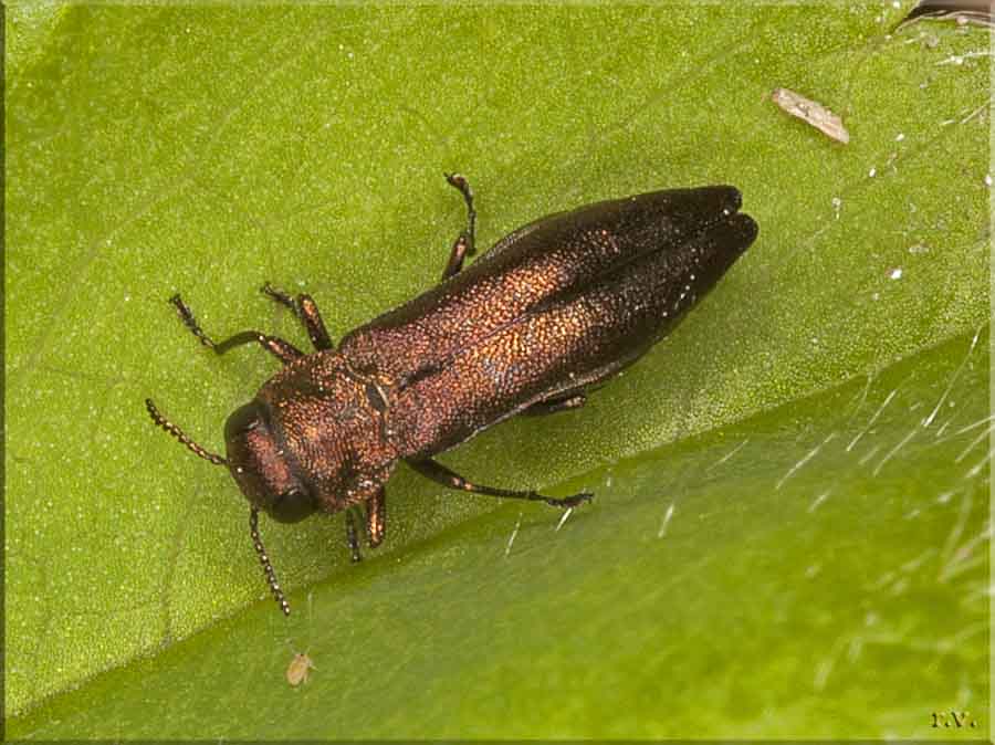  Agrilus cuprescens  Buprestidae 