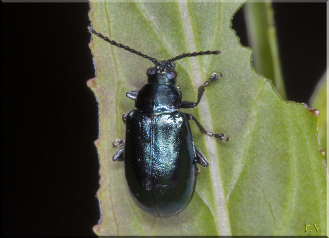  Altica aenescens  Chrysomelidae 