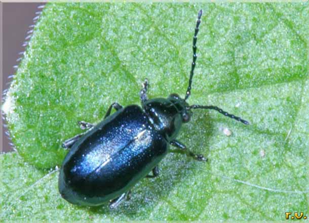 Altica oleracea  Chrysomelidae 