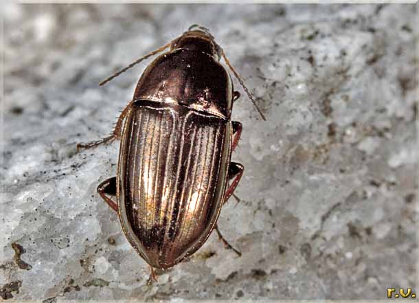  Amara aenea  Carabidae 