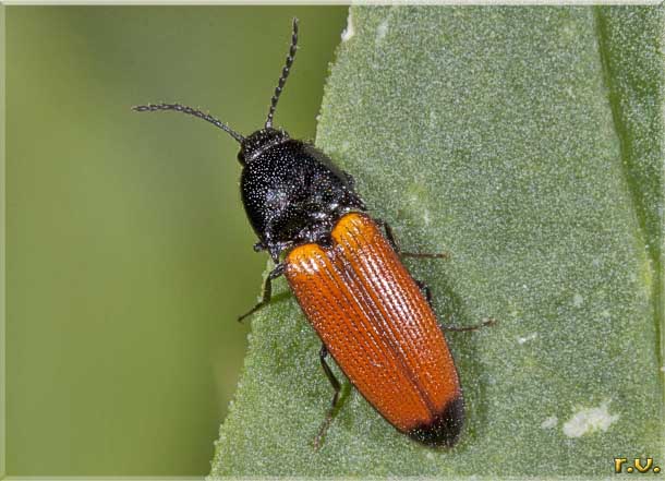  Ampedus elongatulus  Elateridae 