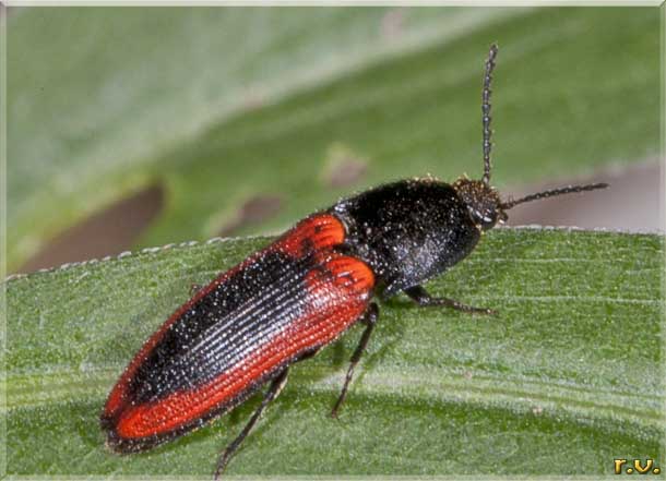  Ampedus sanguinolentus  Elateridae 