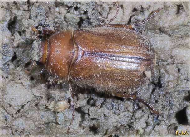  Amphimallon solstitiale  Scarabaeidae 