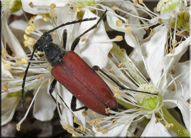  Anastrangalia sanguinolenta  Cerambycidae 