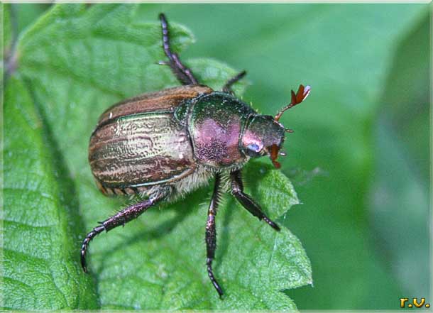  Anomala dubia  Rutelidae 