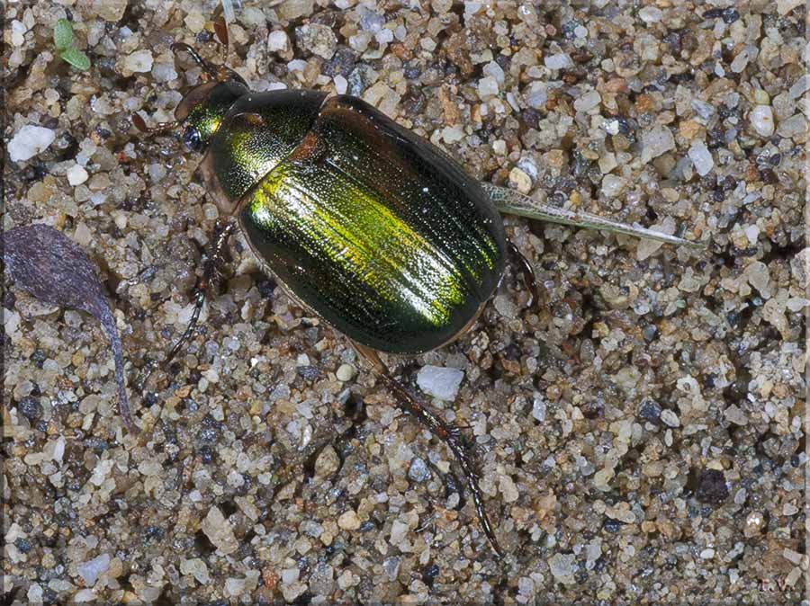  Anomala vitis  Rutelidae 
