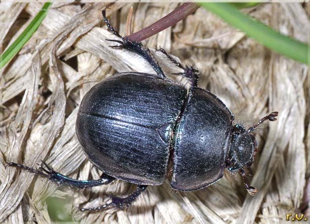  Anoplotrupes stercorosus  Geotrupidae 