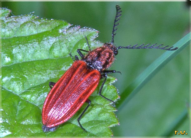  Anostirus purpureus  Elateridae 