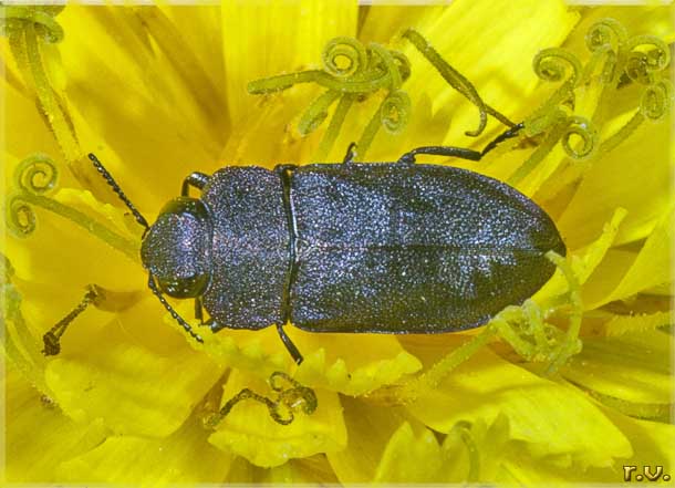  Anthaxia helvetica  Buprestidae 