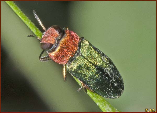  Anthaxia nitidula  Buprestidae 