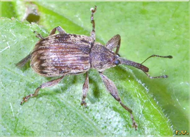  Anthonomus conspersus  Curculionidae 