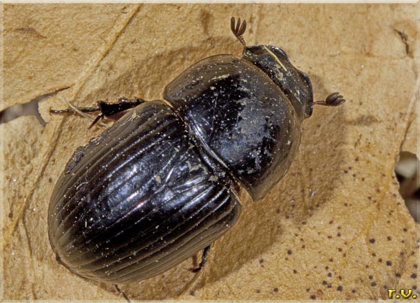  Aphodius ater  Scarabaeidae 