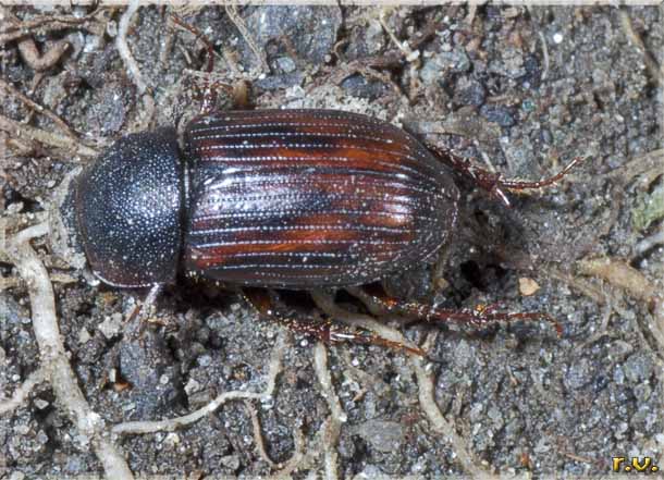  Aphodius fasciatus  Scarabaeidae 