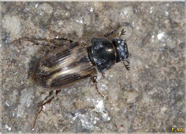  Aphodius prodromus  Scarabaeidae 