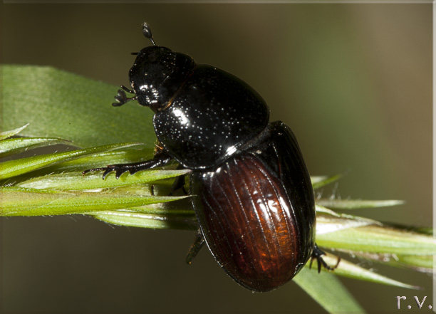  Aphodius satellitius  Scarabaeidae 