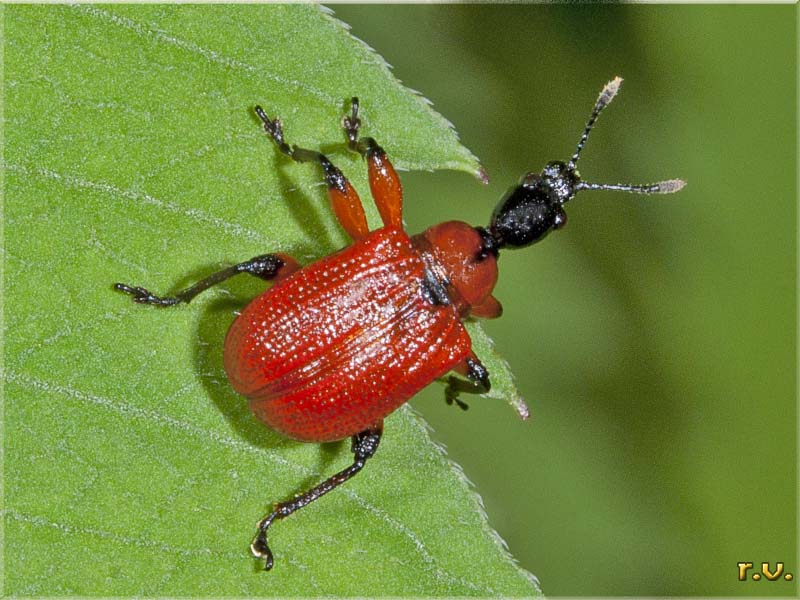  Apoderus coryli  Attelabidae 