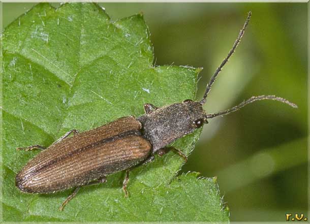  Athous bicolor  Elateridae 