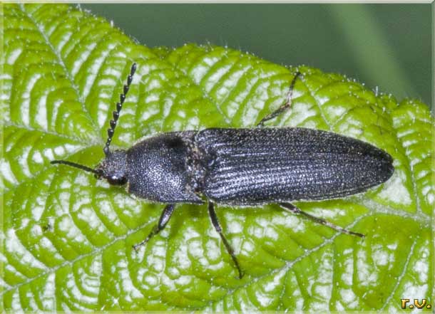  Athous niger  Elateridae 