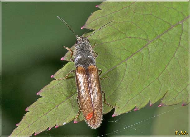  Athous subfuscus  Elateridae 