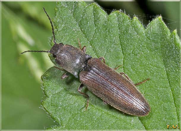  Athous vittatus  Elateridae 
