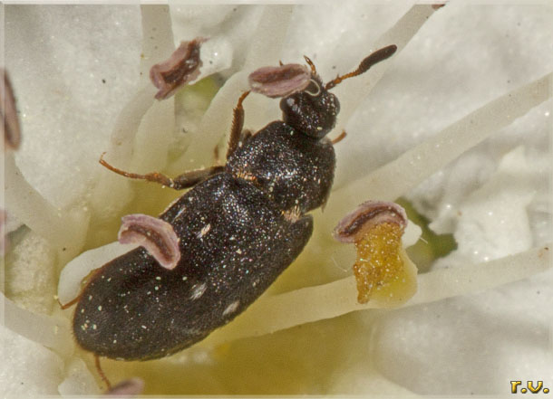  Attagenus pellio  Dermestidae 