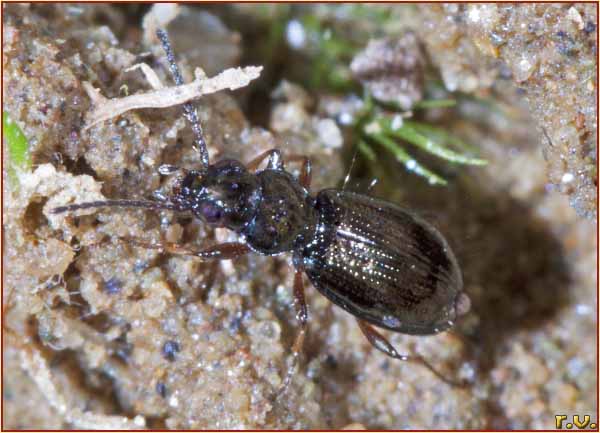  Bembidion mannerheimii  Carabidae 