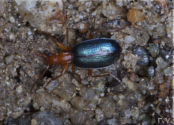  Brachinus crepitans  Carabidae 