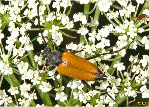  Brachyleptura fulva  Cerambycidae 