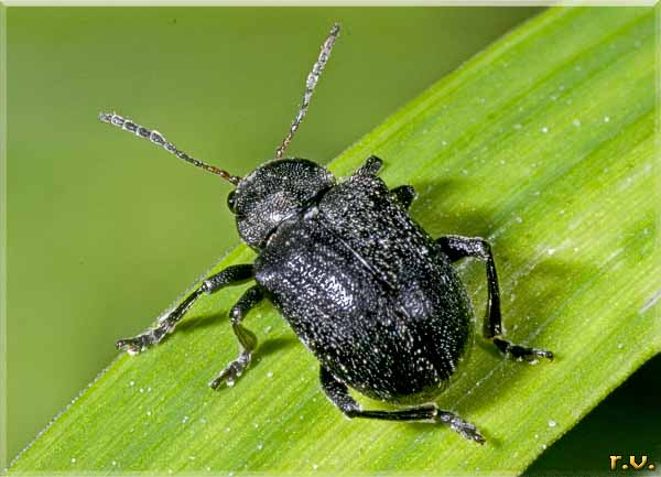  Bromius obscurus  Chrysomelidae 