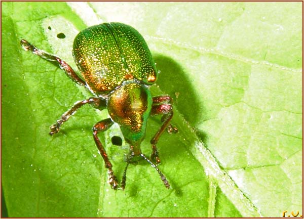  Byctiscus populi  Curculionidae 