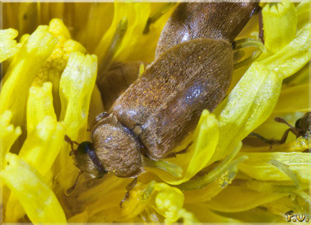  Byturus tomentosus  Byturidae 