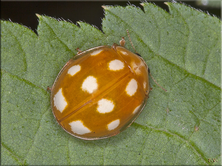  Calvia decemguttata  Coccinellidae 