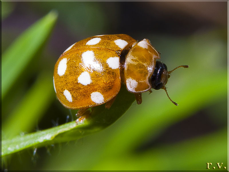  Calvia quatuordecimguttata  Coccinellidae 