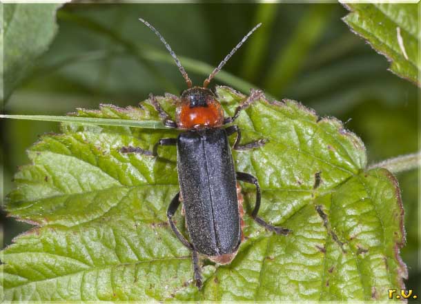  Cantharis fusca  Cantharidae 