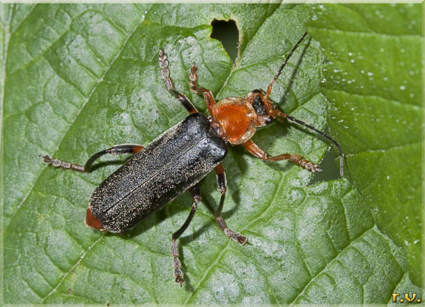  Cantharis livida  Cantharidae 