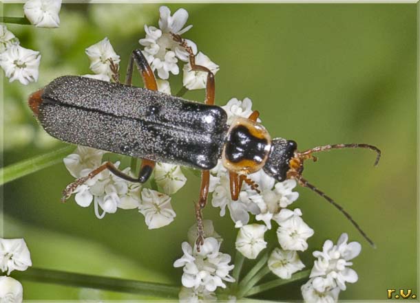  Cantharis nigricans  Cantharidae 