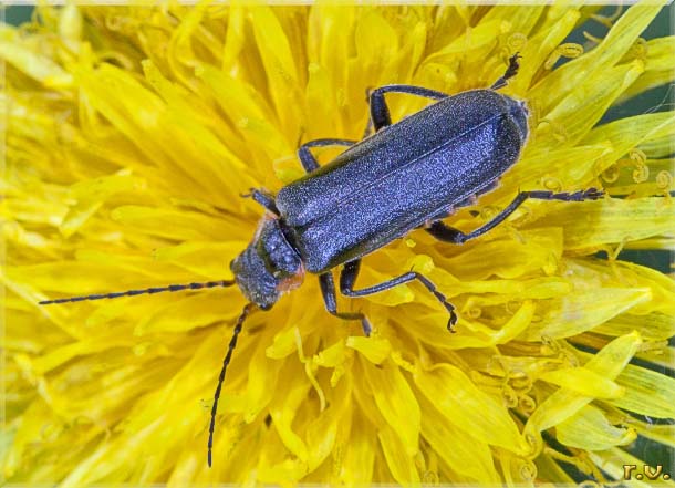  Cantharis obscura  Cantharidae 