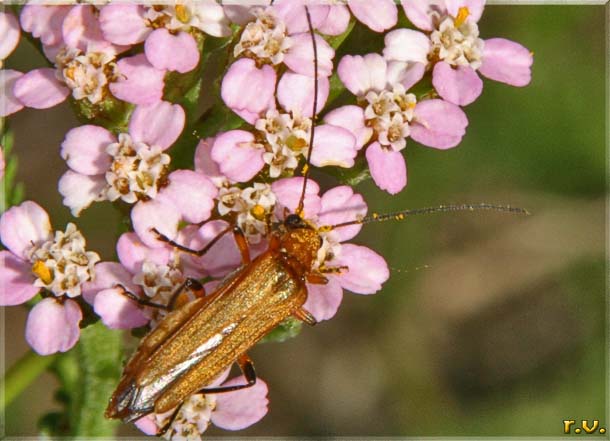  Cantharis rufa  Cantharidae 